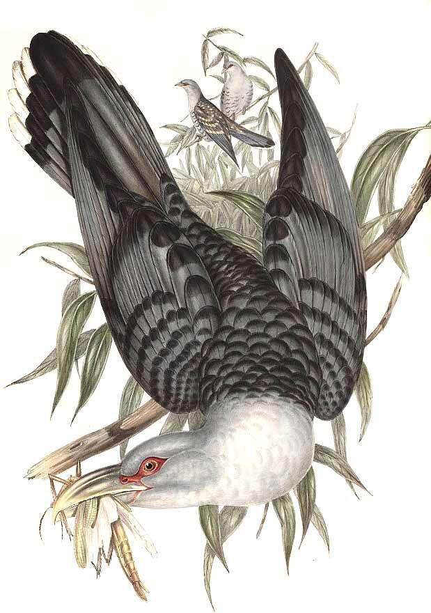 Channel-billed Cuckoo