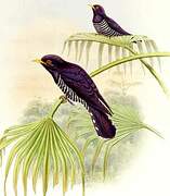 Violet Cuckoo