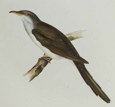 Yellow-billed Cuckoo