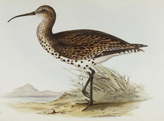 Slender-billed Curlew