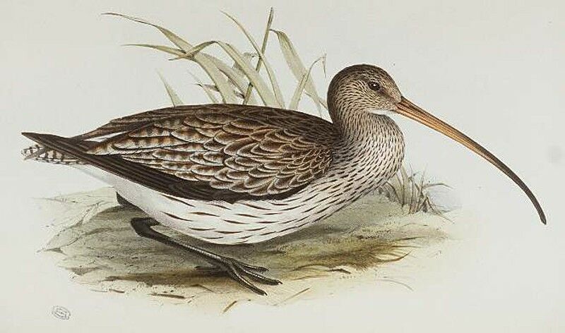 Eurasian Curlew