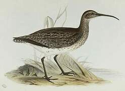 Eurasian Whimbrel