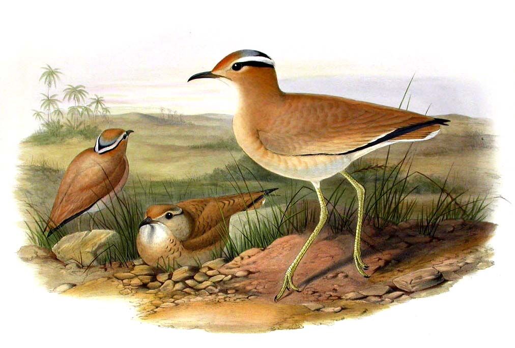 Cream-colored Courser