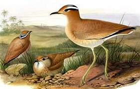 Cream-colored Courser