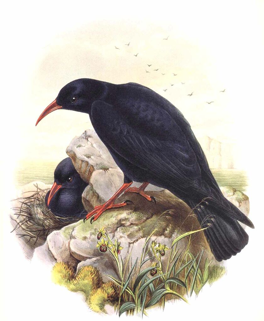 Red-billed Chough