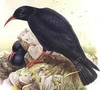 Red-billed Chough