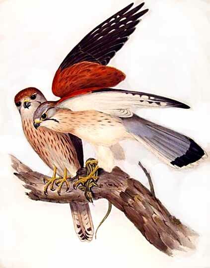Nankeen Kestrel