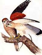 Nankeen Kestrel