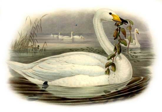 Cygne chanteur