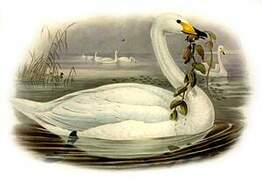 Whooper Swan