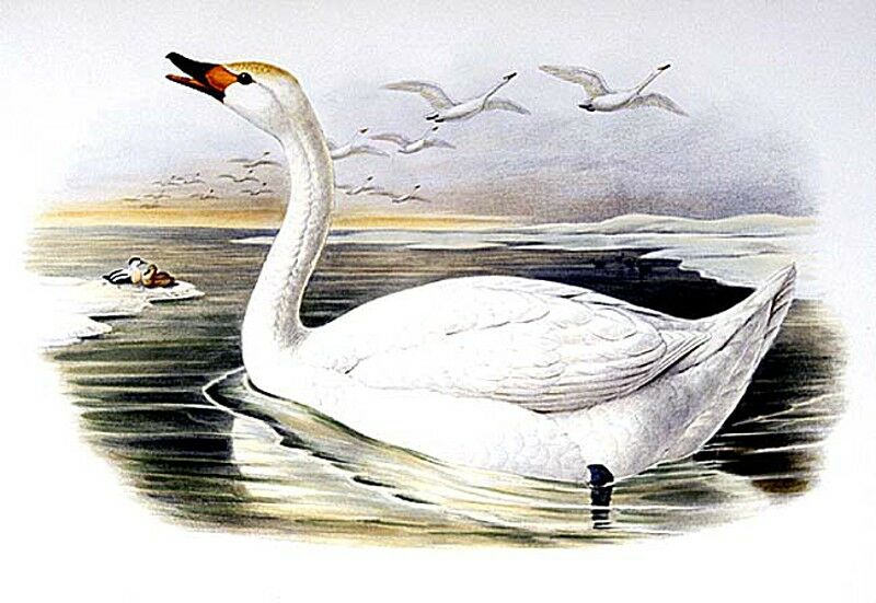 Cygne de Bewick