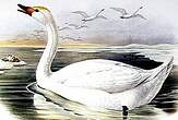 Cygne de Bewick