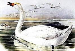 Tundra Swan