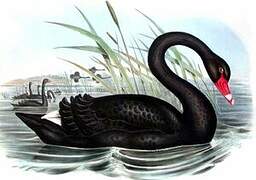 Black Swan