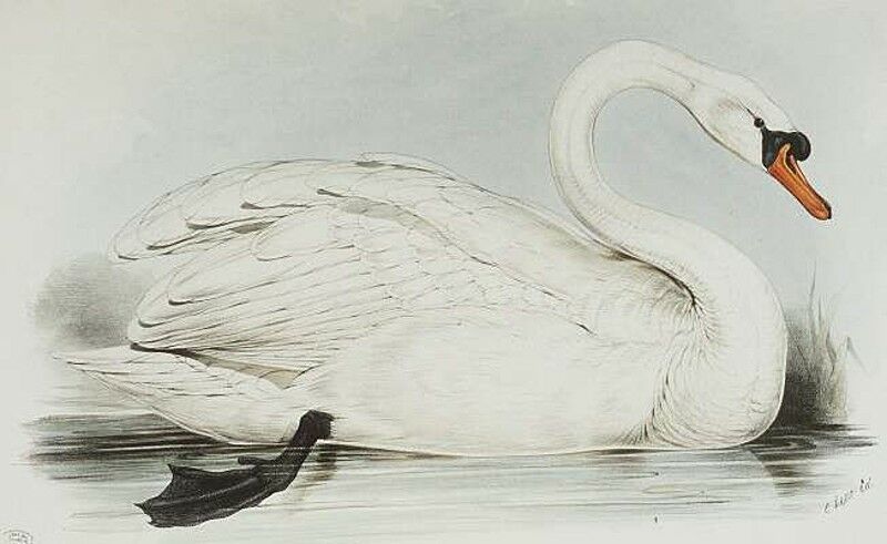 Mute Swan