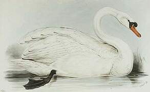 Mute Swan