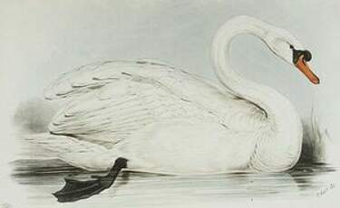 Cygne tuberculé