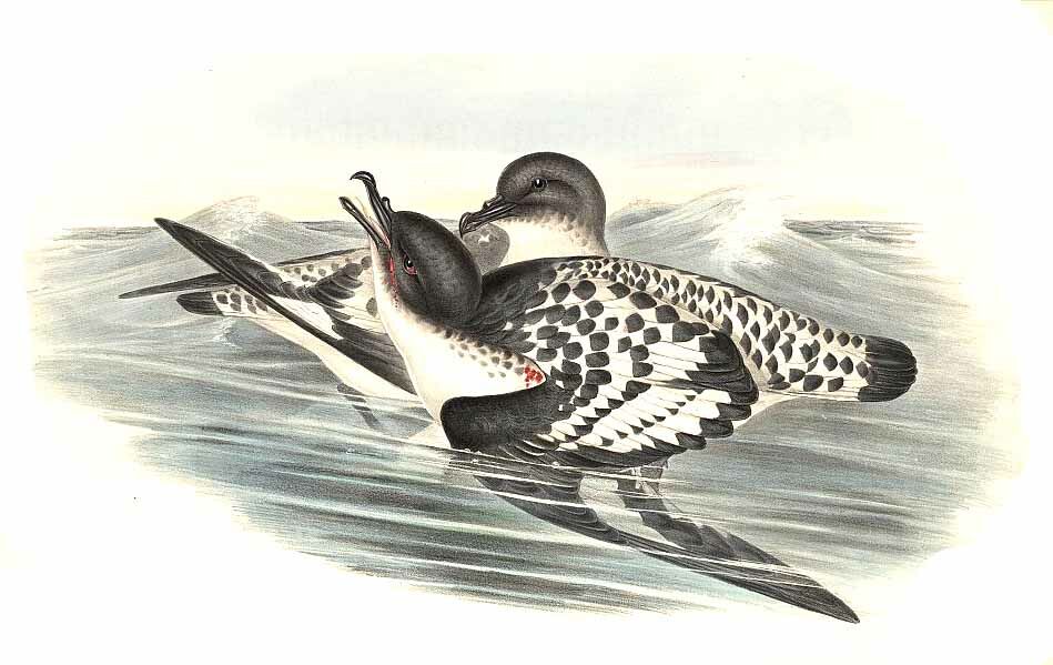 Cape Petrel