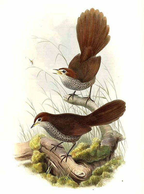 Rufous Bristlebird