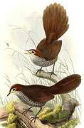 Rufous Bristlebird