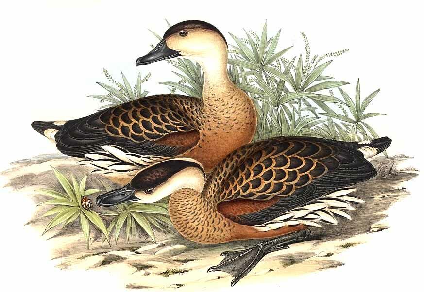 Wandering Whistling Duck