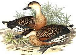 Wandering Whistling Duck