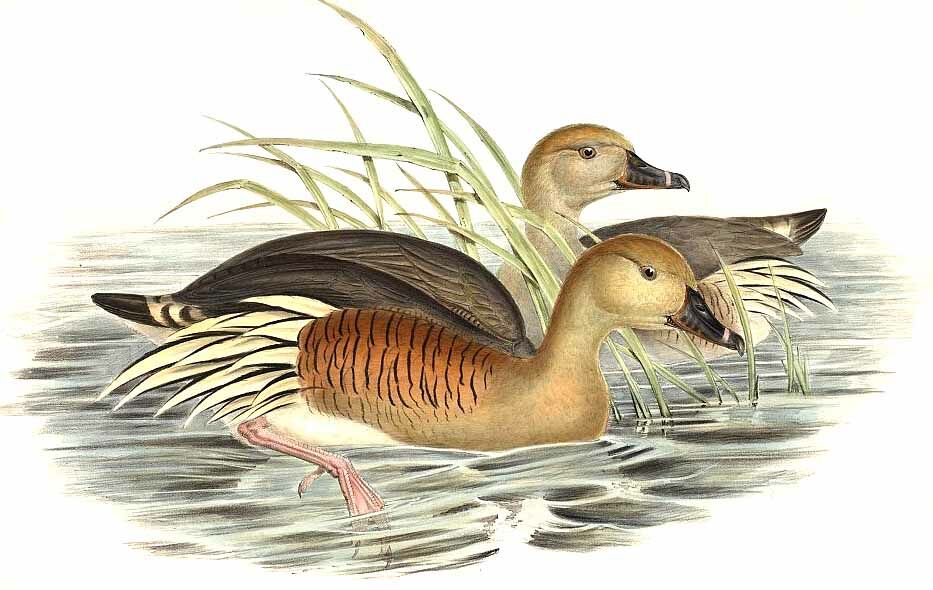 Plumed Whistling Duck