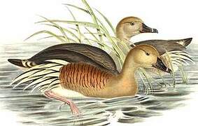 Plumed Whistling Duck