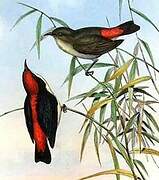 Scarlet-backed Flowerpecker