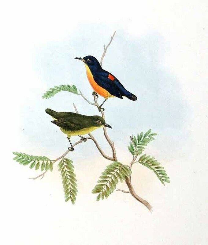 Orange-bellied Flowerpecker