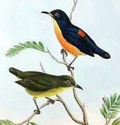 Orange-bellied Flowerpecker