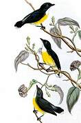 Legge's Flowerpecker