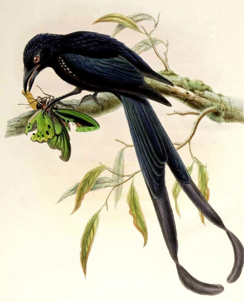 Paradise Drongo