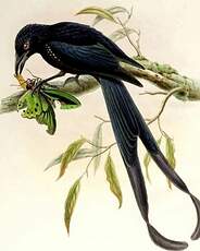 Drongo de Nouvelle-Irlande