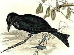 Drongo pailleté