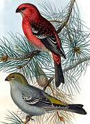 Pine Grosbeak