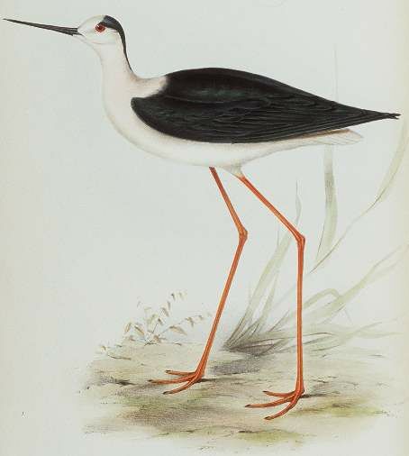 Black-winged Stilt