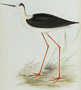 Black-winged Stilt