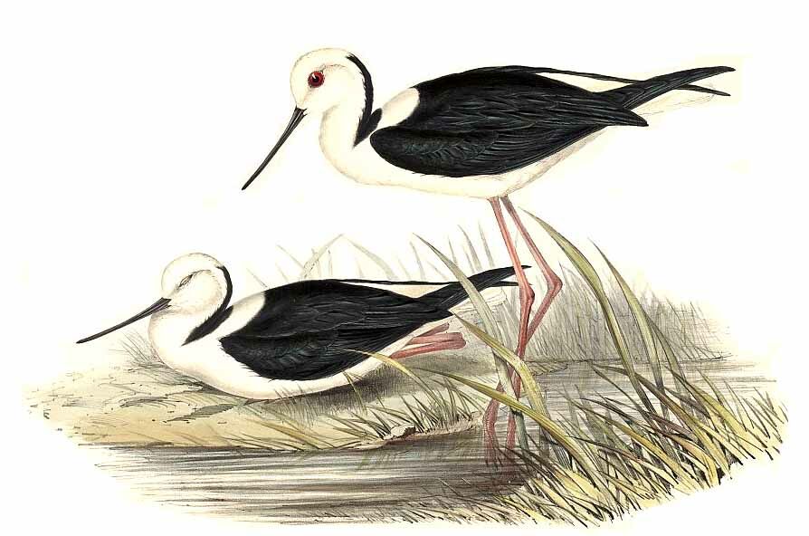 Pied Stilt