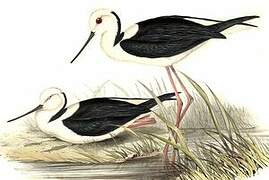 Pied Stilt