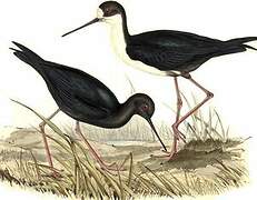 Black Stilt