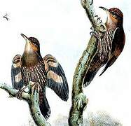 Papuan Treecreeper