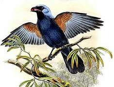 Stout-billed Cuckooshrike