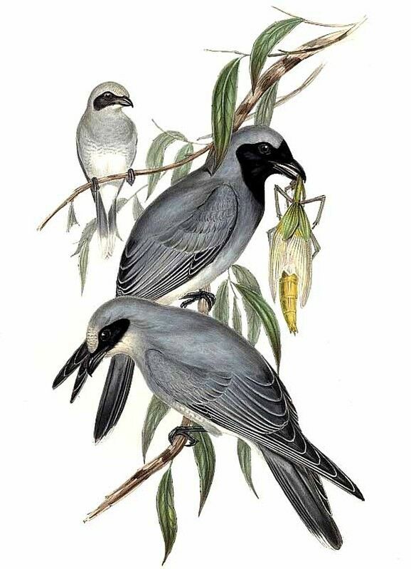 Black-faced Cuckooshrike