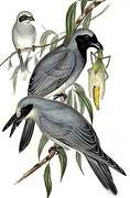 Black-faced Cuckooshrike