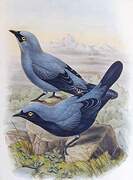 Black-bellied Cuckooshrike