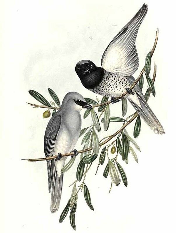 White-bellied Cuckooshrike