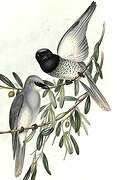 White-bellied Cuckooshrike