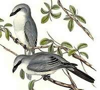 White-bellied Cuckooshrike