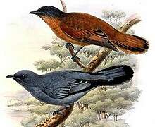 Grey-headed Cuckooshrike